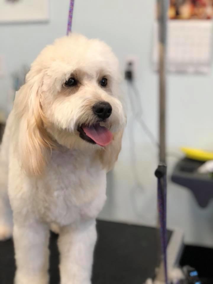 GROOMING HAVEN PET SALON Updated August 2024 25 Photos 2775 Jace