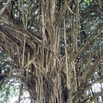 Wailuku River State Park - Banyan tree nearby - Parks Near Me - Hilo, Hawaii Wailuku River State Park - Banyan tree nearby - Parks Near Me - Hilo, Hawaii