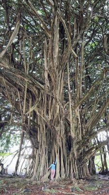 Wailuku River State Park by null
