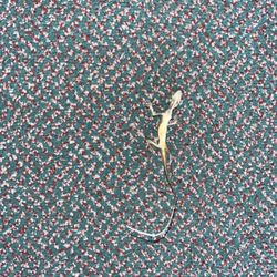MVP Sports Wear and Gear - dead lizard from hat