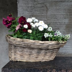 Blackbird - Purdy flowers