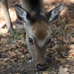 TP Pest Control Services - TP Pest Control Services are passionate about Deer Welfare and Management.