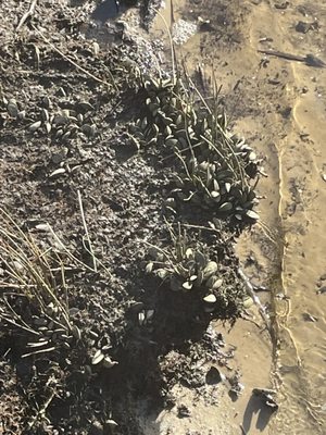 Tarkiln Bayou Preserve State Park by null