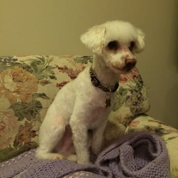 Sassy Pooch & Kitty Too - 11lb Morkie-poo(?) after short cut. He and we love it! - Pet Stores Near Me - Gilroy, California Sassy Pooch & Kitty Too - 11lb Morkie-poo(?) after short cut. He and we love it! - Pet Stores Near Me - Gilroy, California