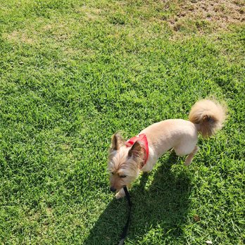 Pet Partners - Wookie Side Profile - Pet Stores Near Me - Long Beach, California
