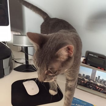 Oregon Humane - Our new cat. Already getting the mice. - Animal Shelters Near Me - Portland, Oregon