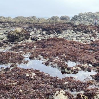 MacKerricher State Park - Parks Near Me - Fort Bragg, California