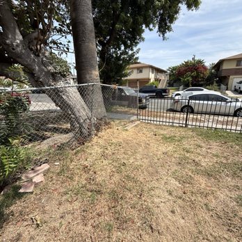 A's Tree Service - After - Tree Services Near Me - Placentia, California A's Tree Service - After - Tree Services Near Me - Placentia, California