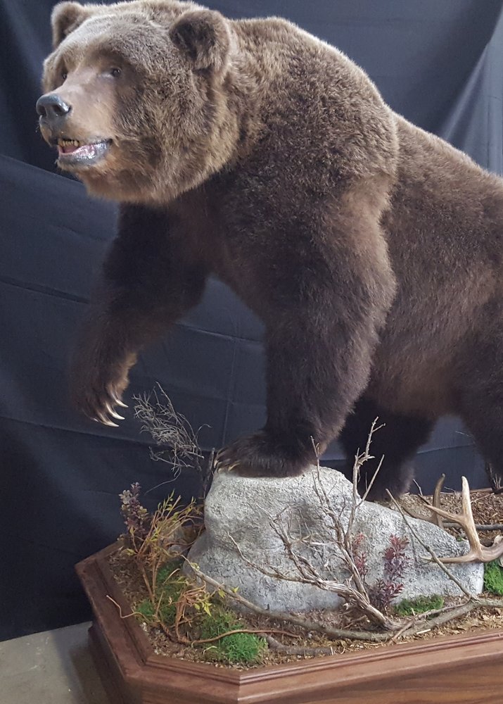 Bill's Wildlife Studio Taxidermy - taxidermy in Mount Joy, PA