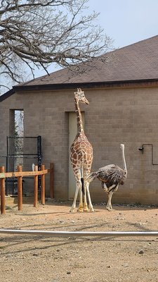 Como Park Zoo & Conservatory by null