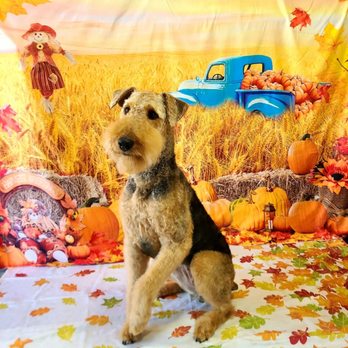 Union Dog Spa - Pet Groomers Near Me - Union, Missouri Union Dog Spa - Pet Groomers Near Me - Union, Missouri