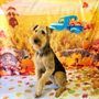 Photo of Union Dog Spa
