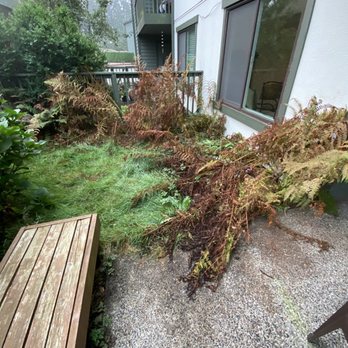 Green Gardens Services - Before - Gardeners Near Me Green Gardens Services - Before - Gardeners Near Me