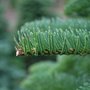 Photo of JTB U-Cut Christmas Trees