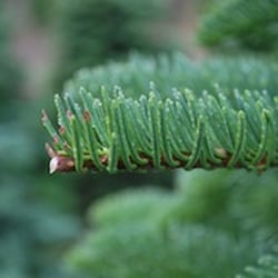 JTB U-Cut Christmas Trees