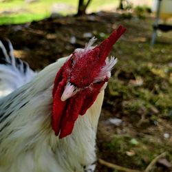 Katthult - Cool cock