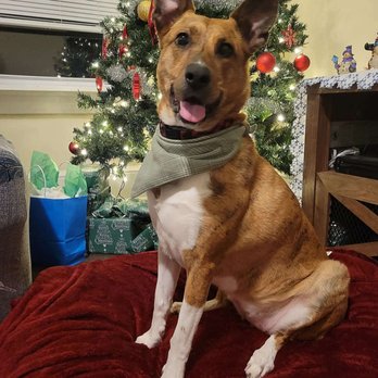 Supertrifecta Pets - Pet Sitting Near Me