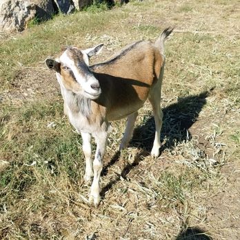 Amazing Farm Fun - Baaa! - Farmers Market Near Me - Chantilly, Virginia Amazing Farm Fun - Baaa! - Farmers Market Near Me - Chantilly, Virginia