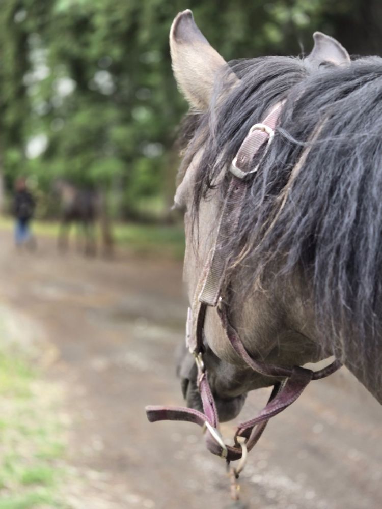 Punk Rock Pony - equestrian in Maple Valley, WA