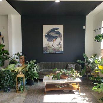 Aura Plant Studio - Cool couch corner surrounded by massive thriving plants - Nurseries & Gardening Near Me - Jacksonville, Florida Aura Plant Studio - Cool couch corner surrounded by massive thriving plants - Nurseries & Gardening Near Me - Jacksonville, Florida
