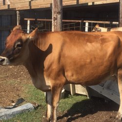 Spring Creek Farms - One of the milk providers, happy and healthy.