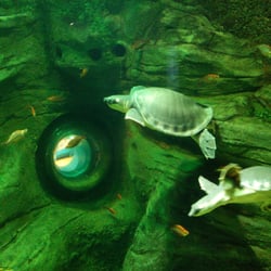 Sea Life Manchester