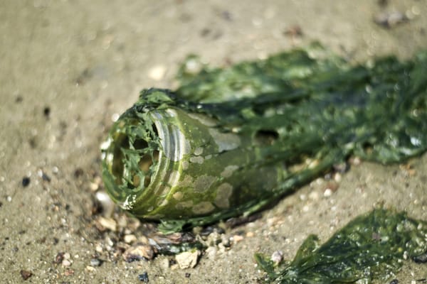 Dead Horse Bay by null