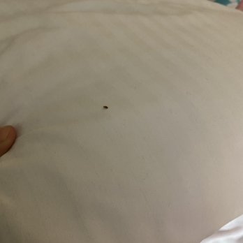 La Quinta by Wyndham Warner Robins - Robins AFB - Bed bugs - Hotels Near Me - Warner Robins, Georgia