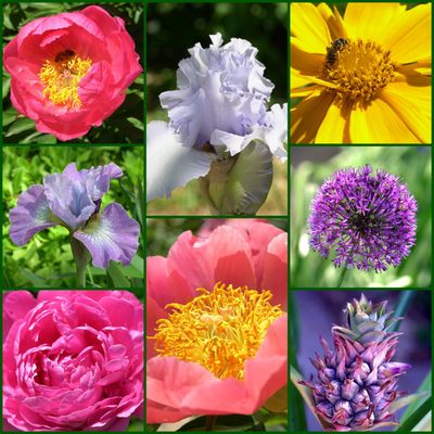 Botanica, The Wichita Gardens by null