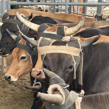 Tejas Rodeo - Bulls - Steakhouses Near Me - Bulverde, Texas