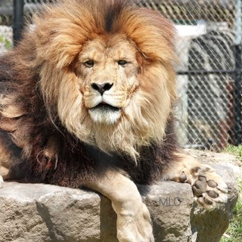 The Wild Animal Park - Male Lion. - Zoos Near Me - Chittenango, New York The Wild Animal Park - Male Lion. - Zoos Near Me - Chittenango, New York
