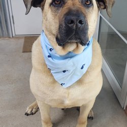 Lake Country Pet Resort