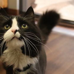 Highlands Ranch Animal Hospital - Our clinic cat, Nikey, exploring our feline specific exam room. Nikey feels great after monthly Solensia Injection.
