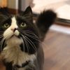 Highlands Ranch Animal Hospital gift card