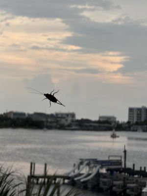 Boshamps Seafood and Oyster House by null
