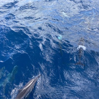 Honolulu Snorkel - Dolphins - Snorkeling Near Me - Honolulu, Hawaii Honolulu Snorkel - Dolphins - Snorkeling Near Me - Honolulu, Hawaii
