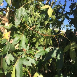 Apple Harvest Festival - Trees.
