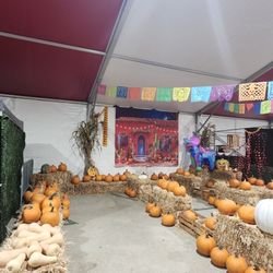 Cougar Mountain Christmas Trees - Pumpkin patch
