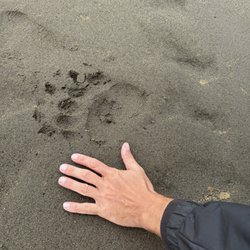 Beryl Air - Bear paw