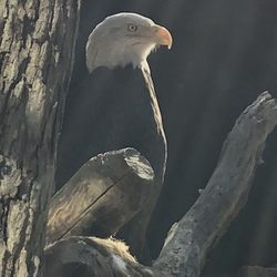 Bald eagle. They currently have two.
