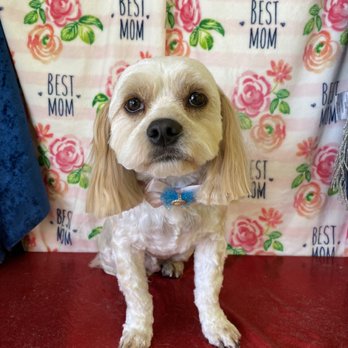 Pup E Cutz - Pet Groomers Near Me - Pompano Beach, Florida
