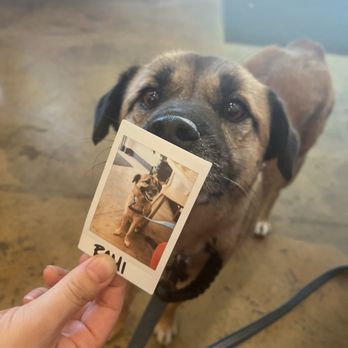Camp Cove - They love dogs! - Cafes Near Me - Sacramento, California Camp Cove - They love dogs! - Cafes Near Me - Sacramento, California