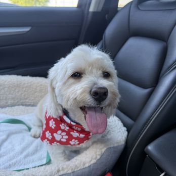 The Groomery - Handsome Charlie after his grooming - Pet Groomers Near Me - Las Vegas, Nevada The Groomery - Handsome Charlie after his grooming - Pet Groomers Near Me - Las Vegas, Nevada
