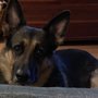 Blue Ridge Lane German Shepherds