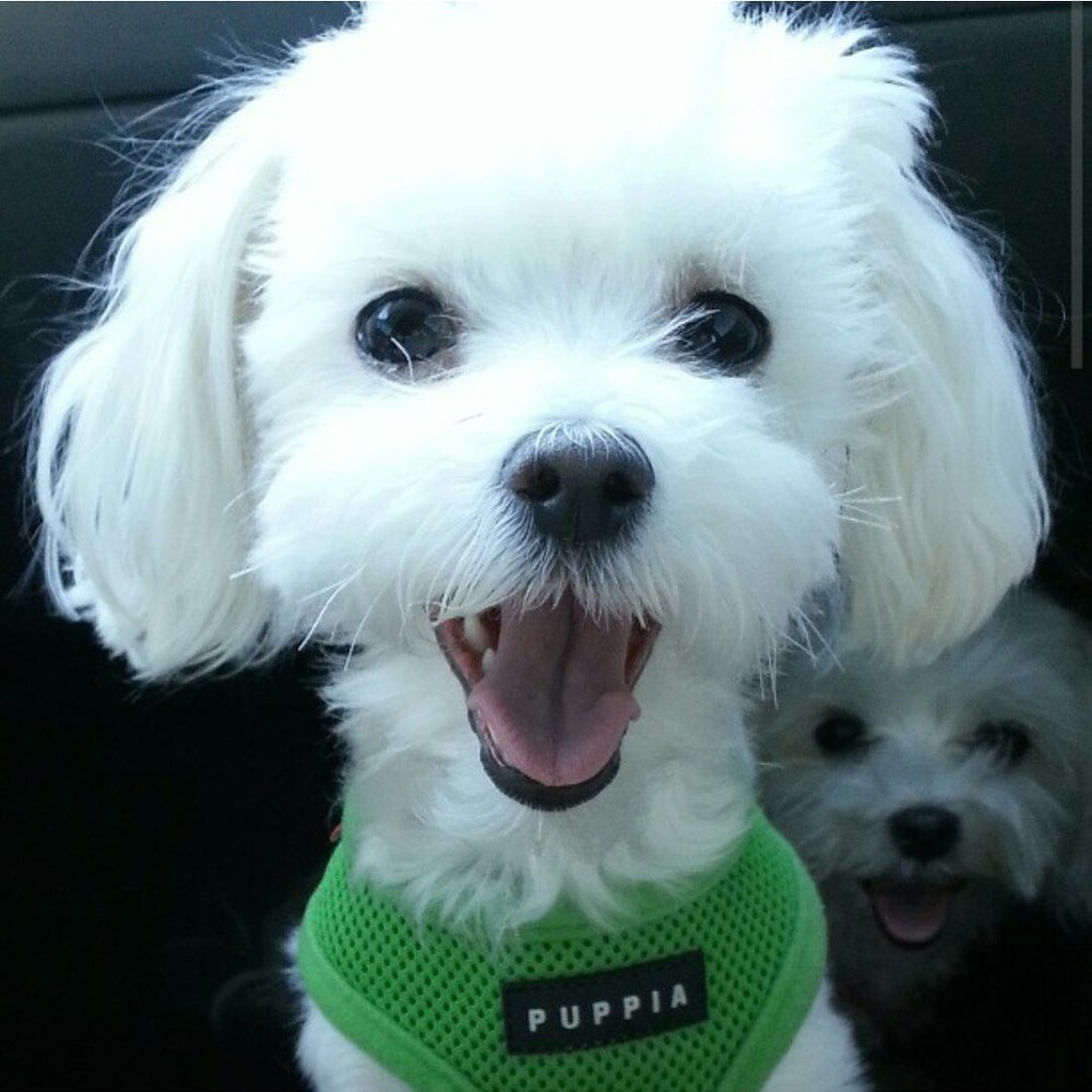 Pooch Pride Grooming - Happy grooming,  happy puppy!  She looks like a star! - Pet Groomers Near Me - Torrance, California