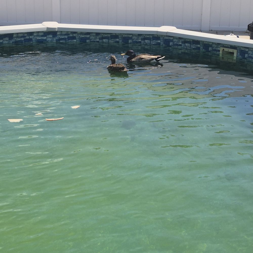 Coastal Oasis Pool Services - Pool Cleaners Near Me