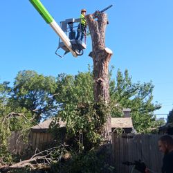 A Cutt Above Tree Service