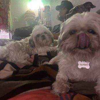 Doggie Do - before - Pet Groomers Near Me - Las Vegas, Nevada Doggie Do - before - Pet Groomers Near Me - Las Vegas, Nevada