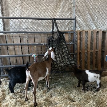 Tanaka Farms - Goats - CSA Near Me - Irvine, California Tanaka Farms - Goats - CSA Near Me - Irvine, California