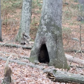 Wellner Preserve Trailhead - A hole in a tree....I wonder if a bear sleeps in it... - Hiking Near Me - Avon, Connecticut
